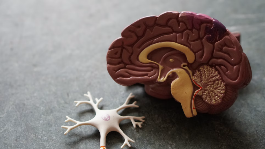 An educational display featuring a brain model next to a neuron, highlighting the complexity of the nervous system.