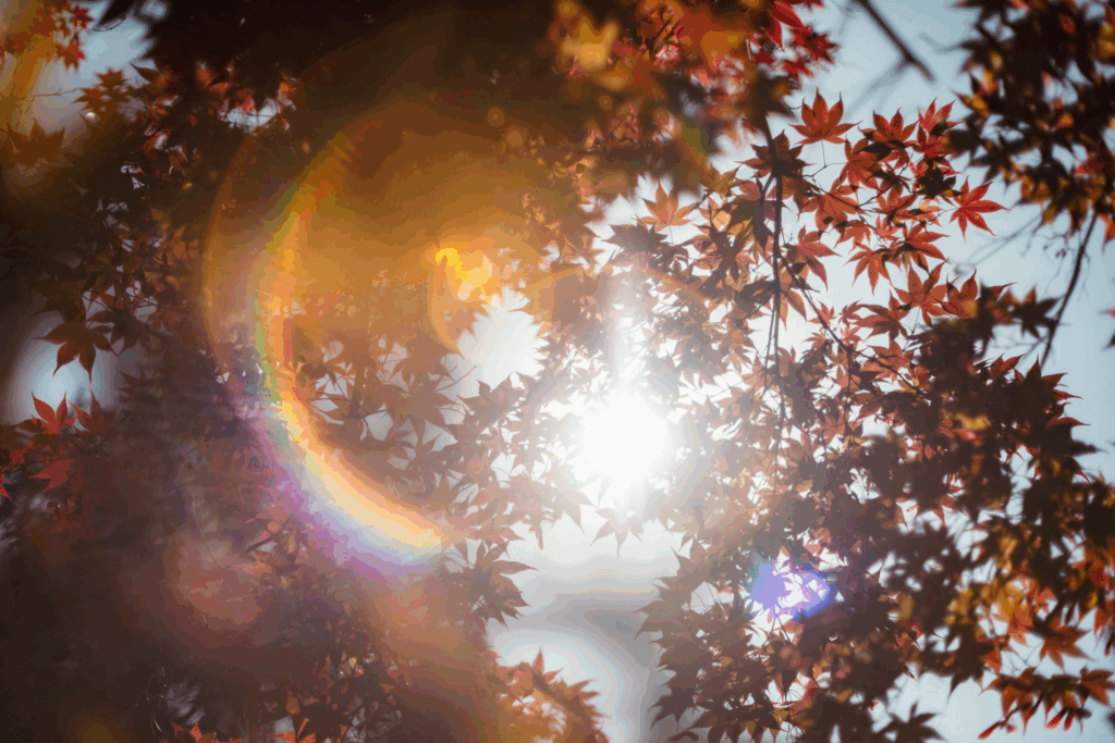 Sunlight filtering through autumn maple leaves, illustrating strategic sun exposure for vitamin D and heart protection.